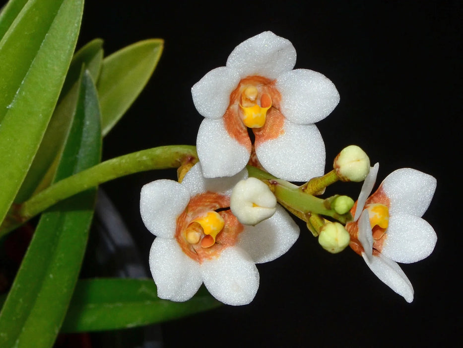 Sarcochilus Madge 'Free' x 'One'