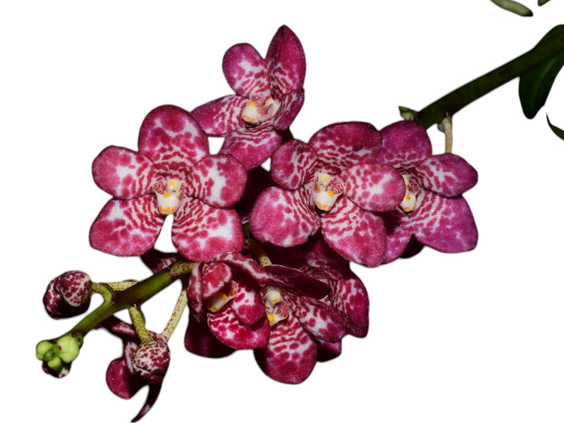 Sarcochilus Madge 'Free' x 'One' X Sarcochilus Rosella 'Spotty' x Sarcochilus Kulnura Sweetie 'Purple Spot'