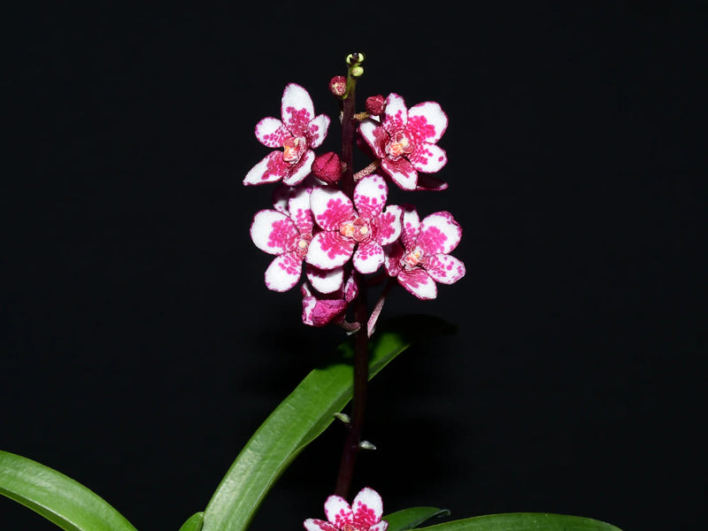 Sarcochilus Nelligen #1 x Sarcochilus George Colthup 'Lloyd'