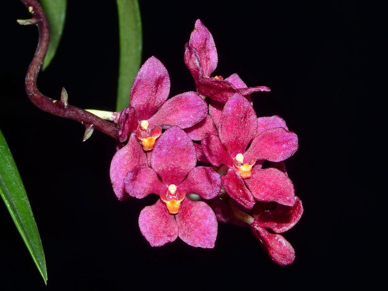 Sarcochilus Newbold Alta