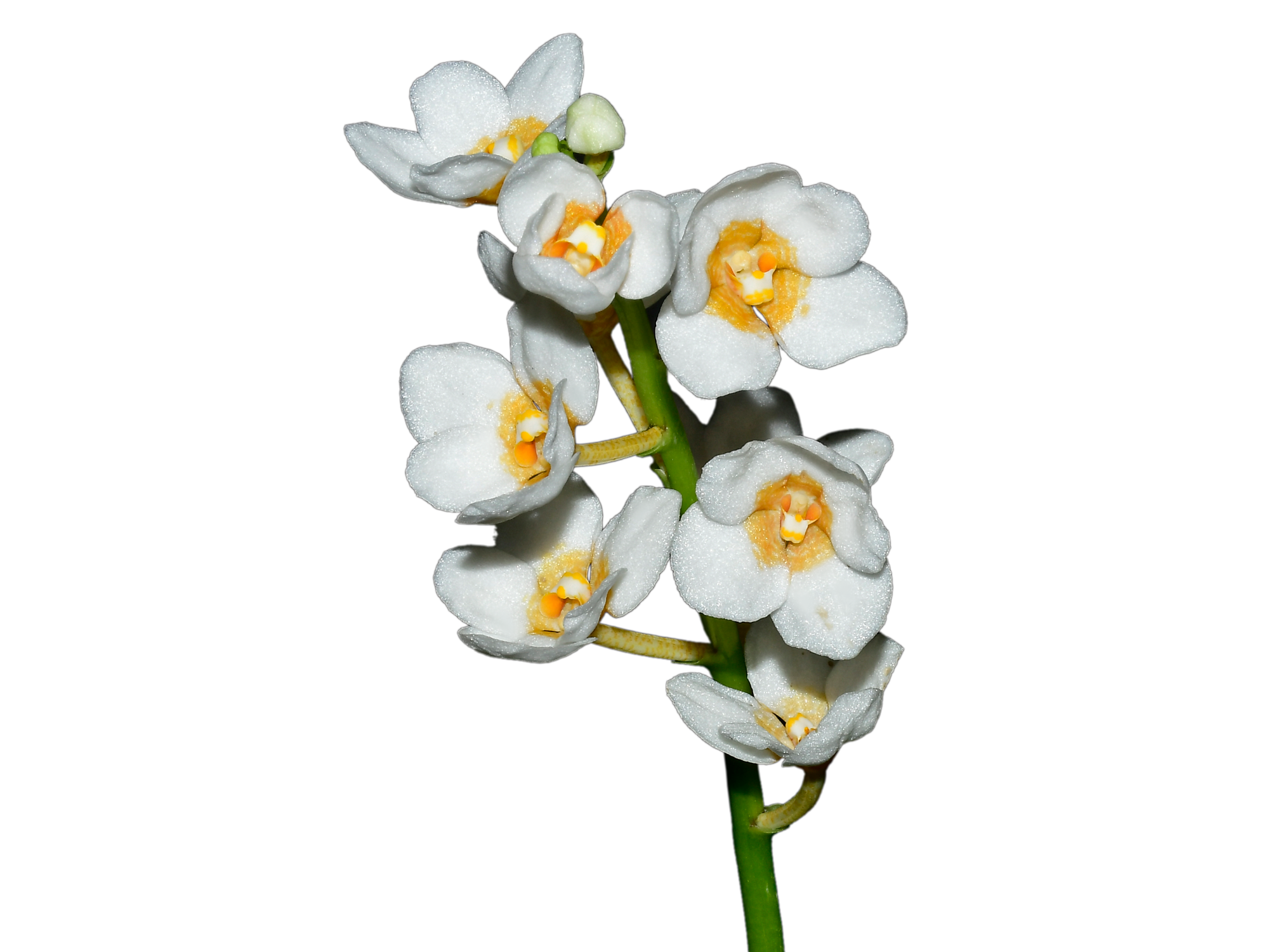 Sarcochilus Yellow Hart