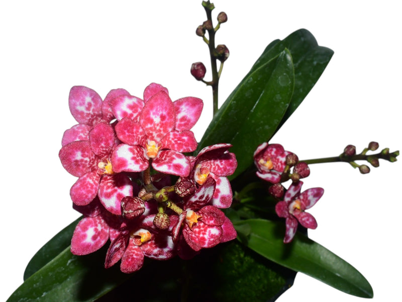 Sarcochilus Yellow Hart x Sarcochilus Kulnura Kaleidoscope