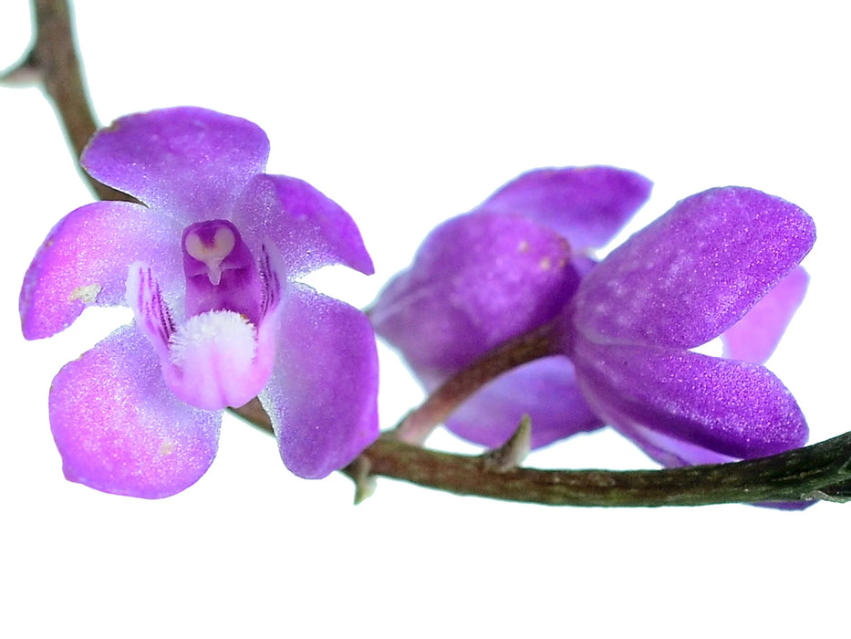 Sarcochilus ceciliae