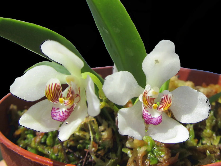 Sarcochilus falcatus