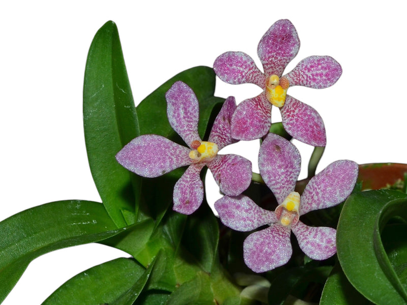 Sarcochilus fitzgeraldii 'Ecuagenera'