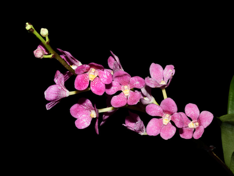 Sarcochilus hartmannii Red Snow x Roberto