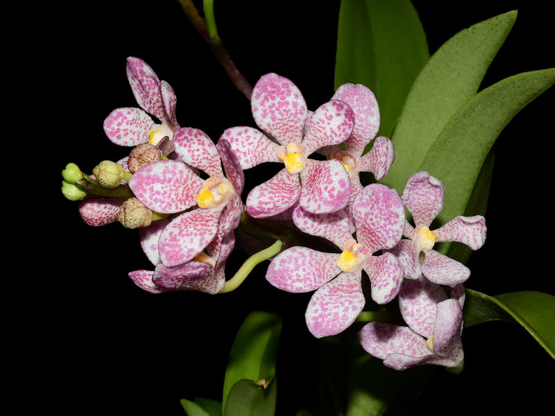 Sarcochilus hartmannii Red Snow x Roberto