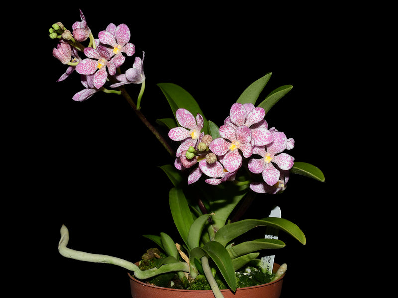 Sarcochilus hartmannii Red Snow x Roberto