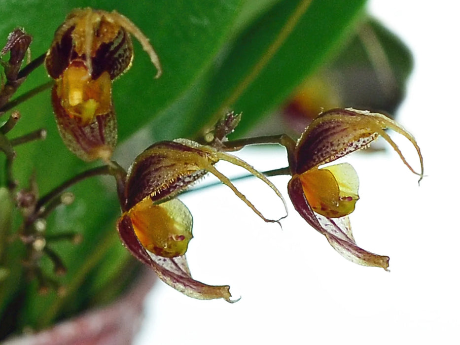 Scaphosepalum andreettae