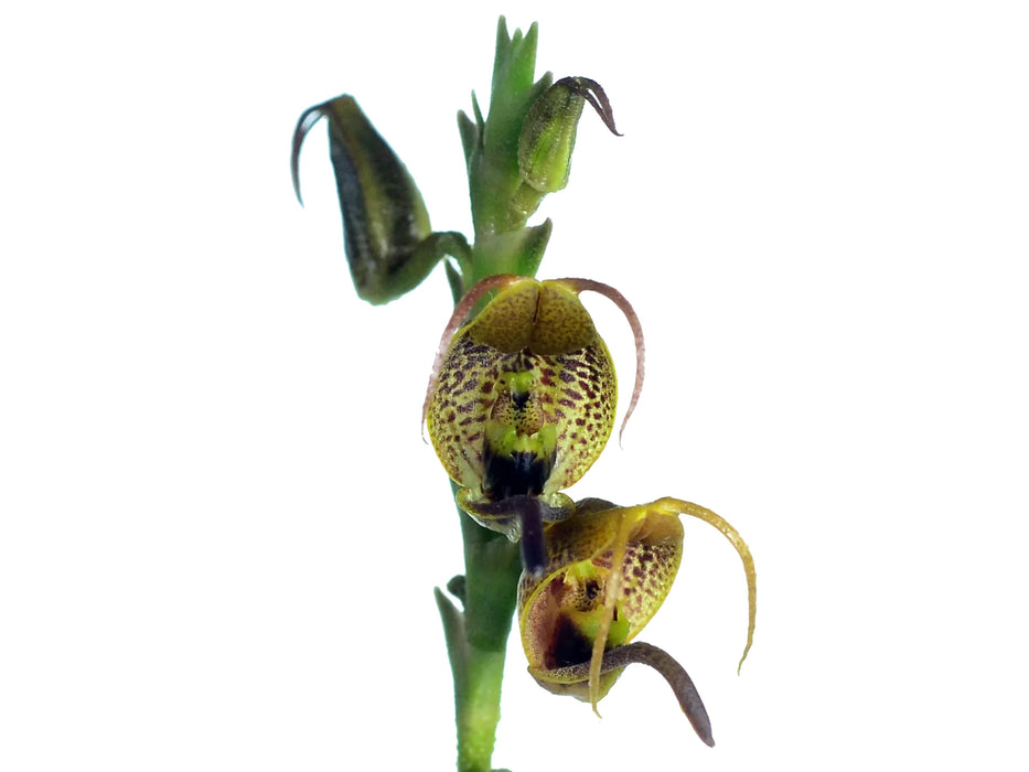 Scaphosepalum antenniferum