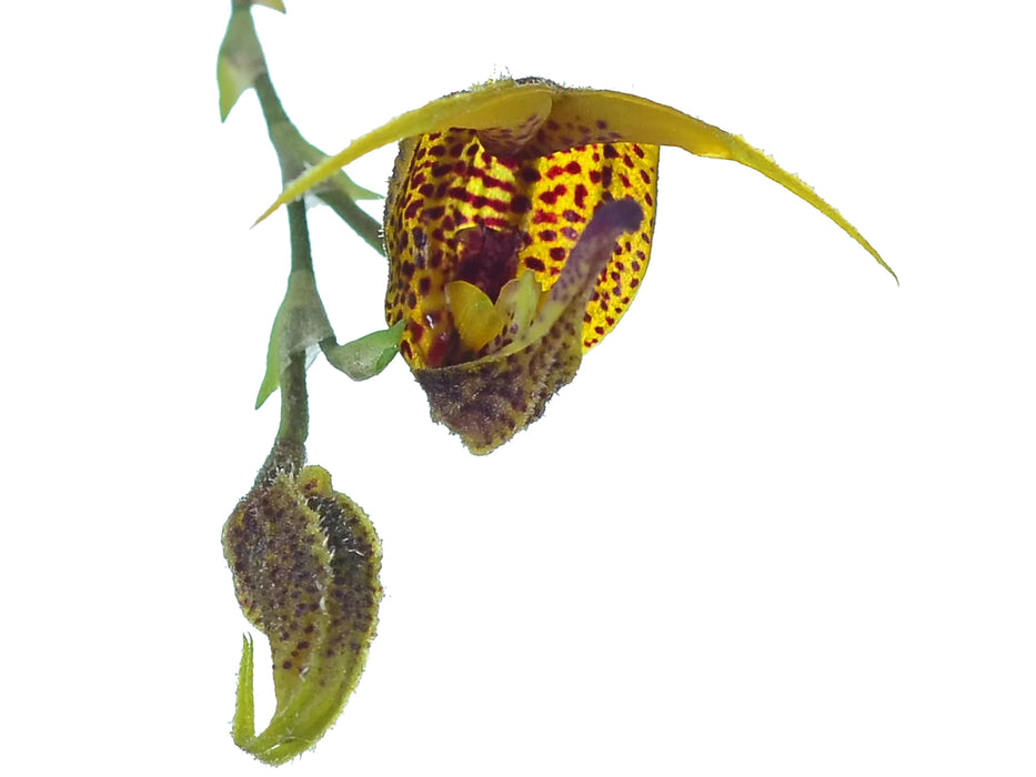 Scaphosepalum beluosum