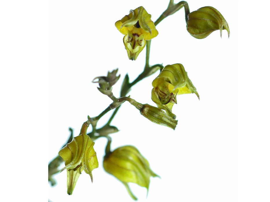 Scaphosepalum bicristatum