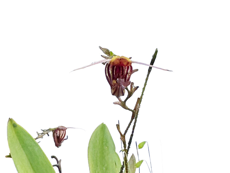 Scaphosepalum breve f. brown