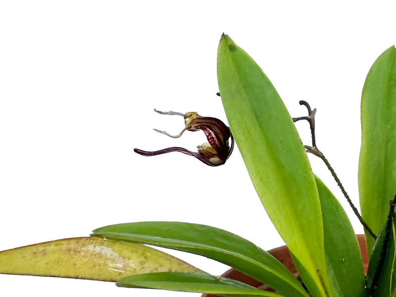 Scaphosepalum breve f. brown