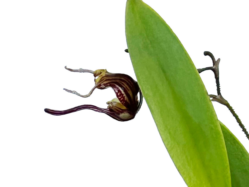 Scaphosepalum breve f. brown