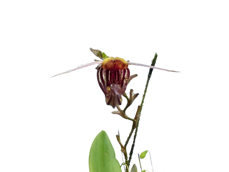 Scaphosepalum breve f. brown