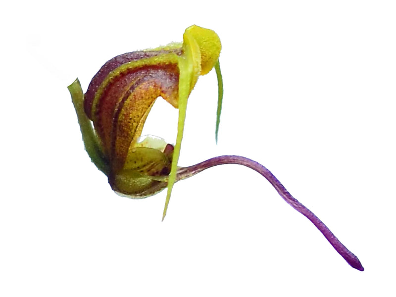 Scaphosepalum breve f. xanthinum