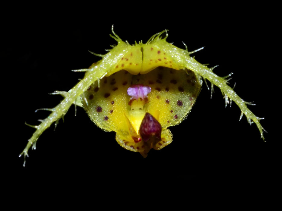 Scaphosepalum fimbriatum