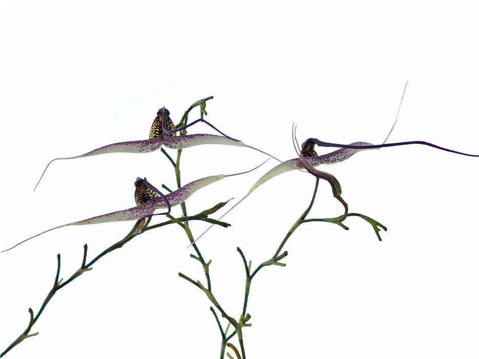 Scaphosepalum gibberosum