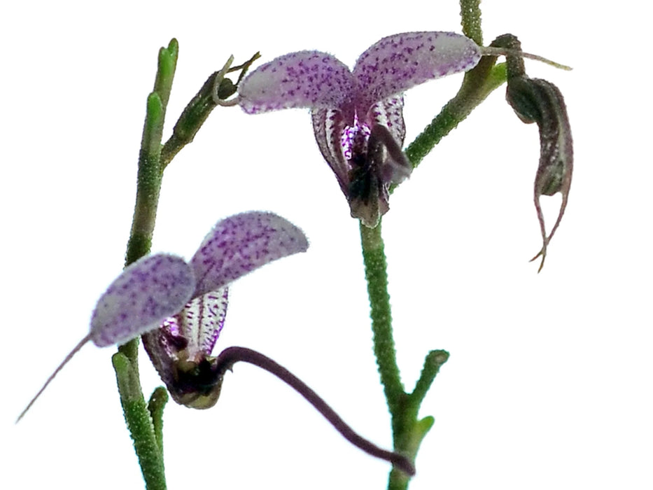 Scaphosepalum lima