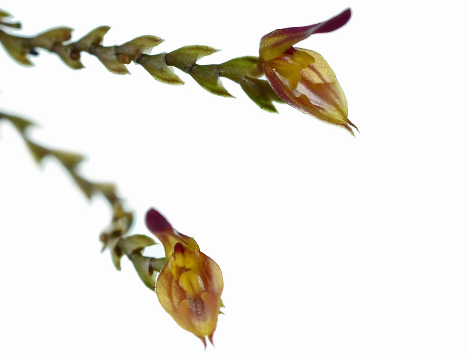 Scaphosepalum manningii