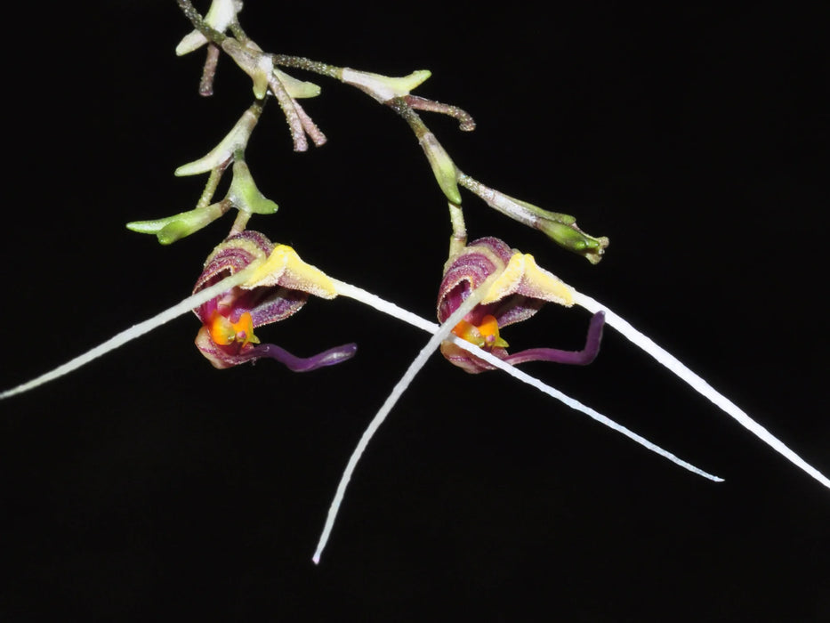 Scaphosepalum merinoi