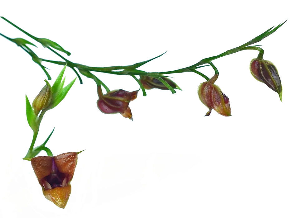 Scaphosepalum odontochilum