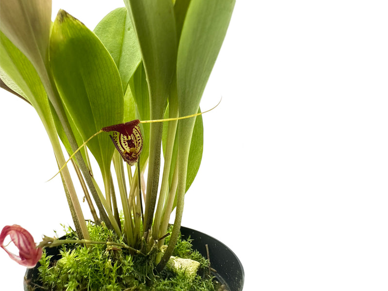 Scaphosepalum swertiifolium 1