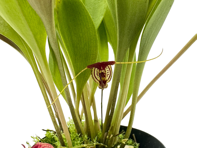 Scaphosepalum swertiifolium 1