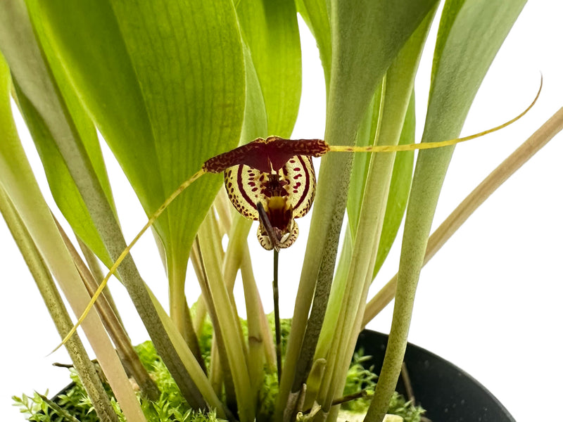 Scaphosepalum swertiifolium 1