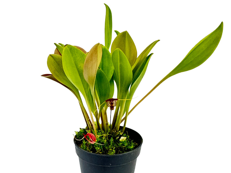 Scaphosepalum swertiifolium 1