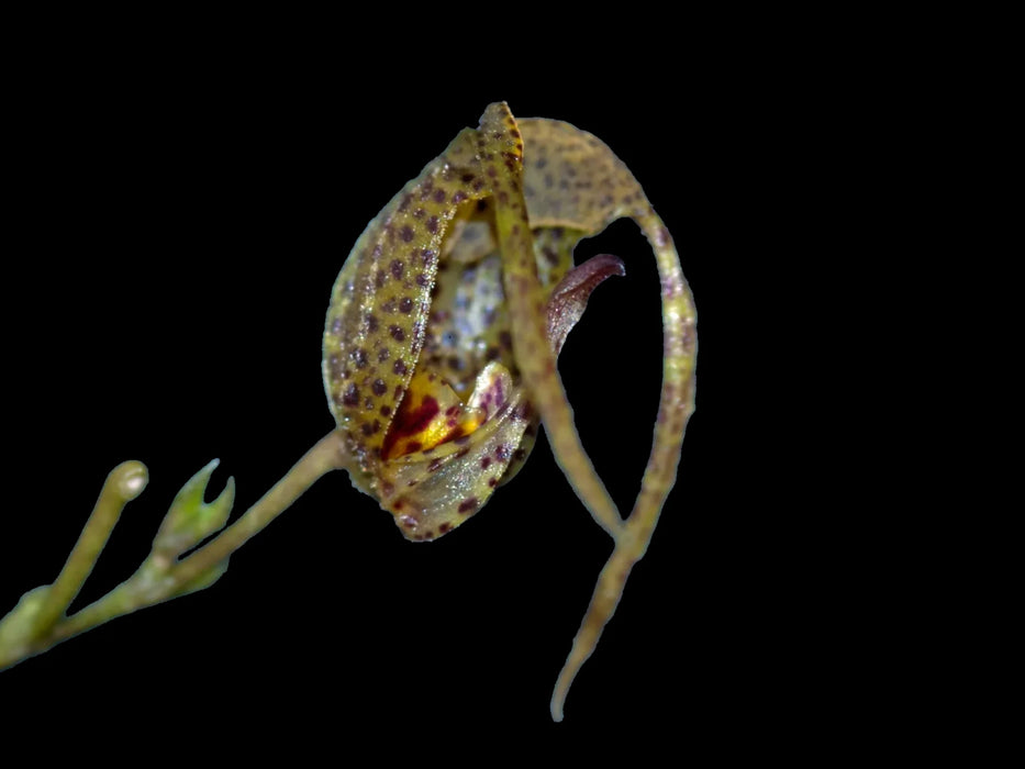 Scaphosepalum swertiifolium 2