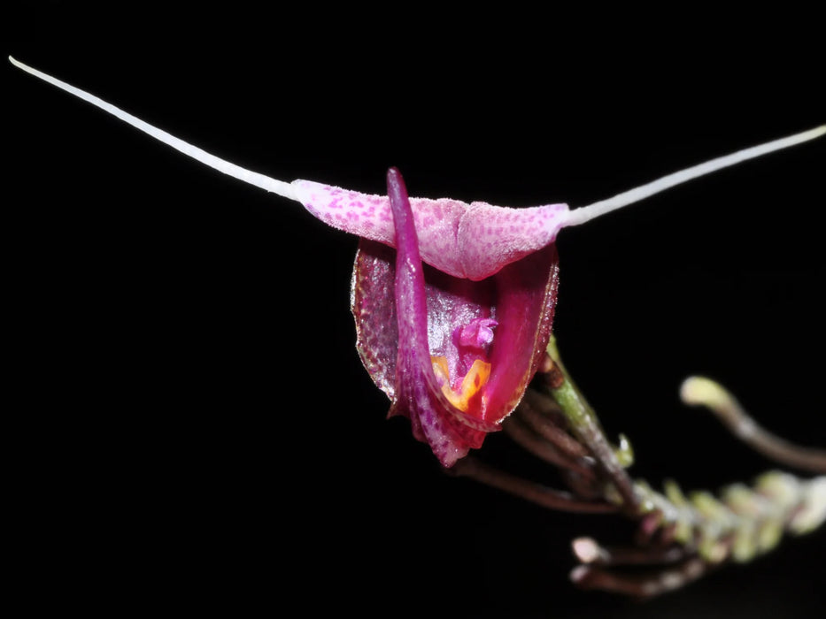 Scaphosepalum swertiifolium