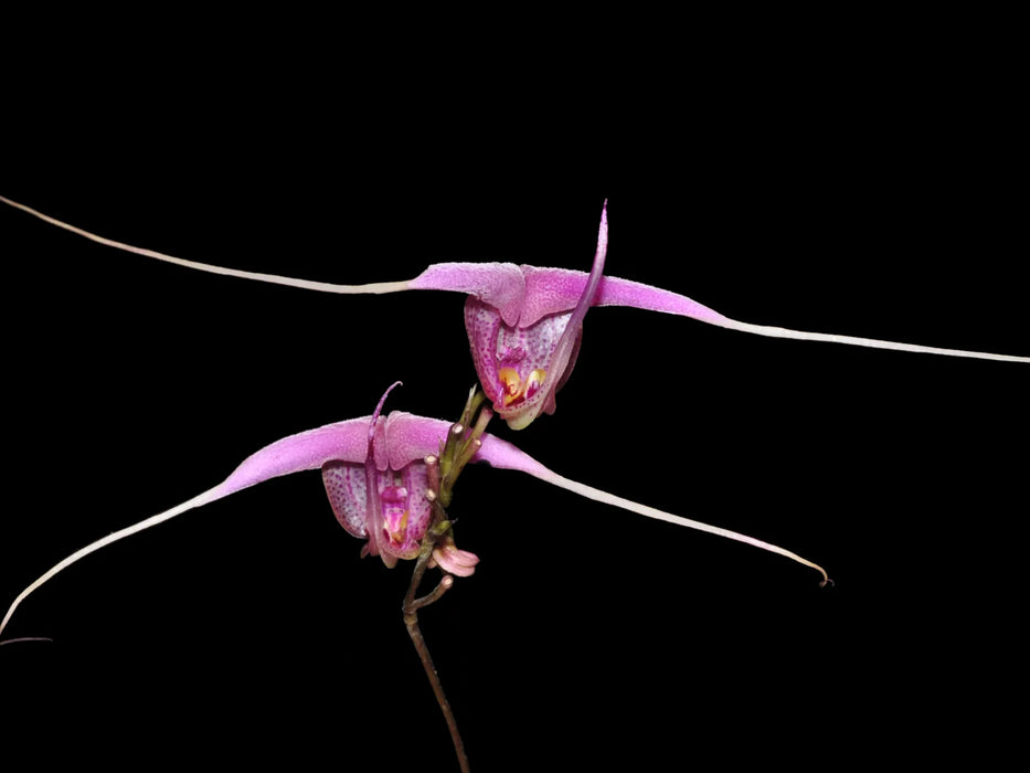 Scaphosepalum swertiifolium pink "Ecuagenera"