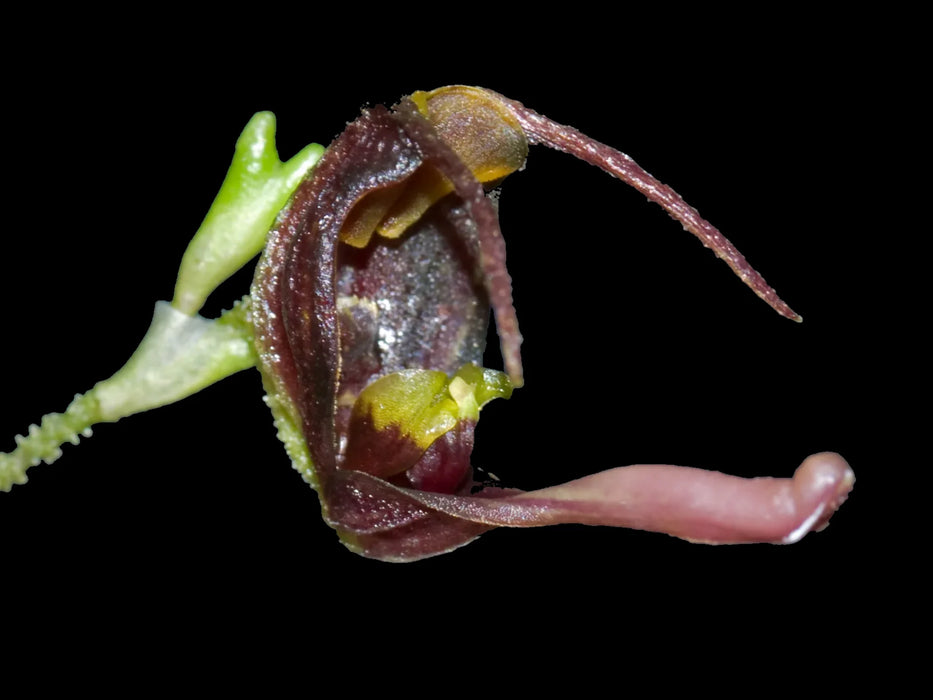 Scaphosepalum tiaratum