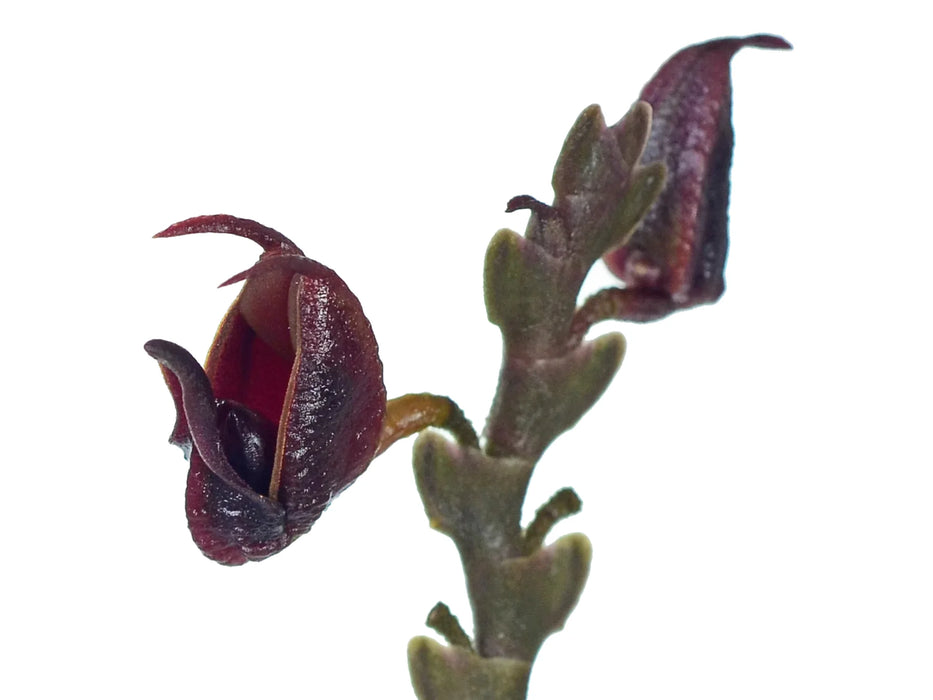 Scaphosepalum triceratops