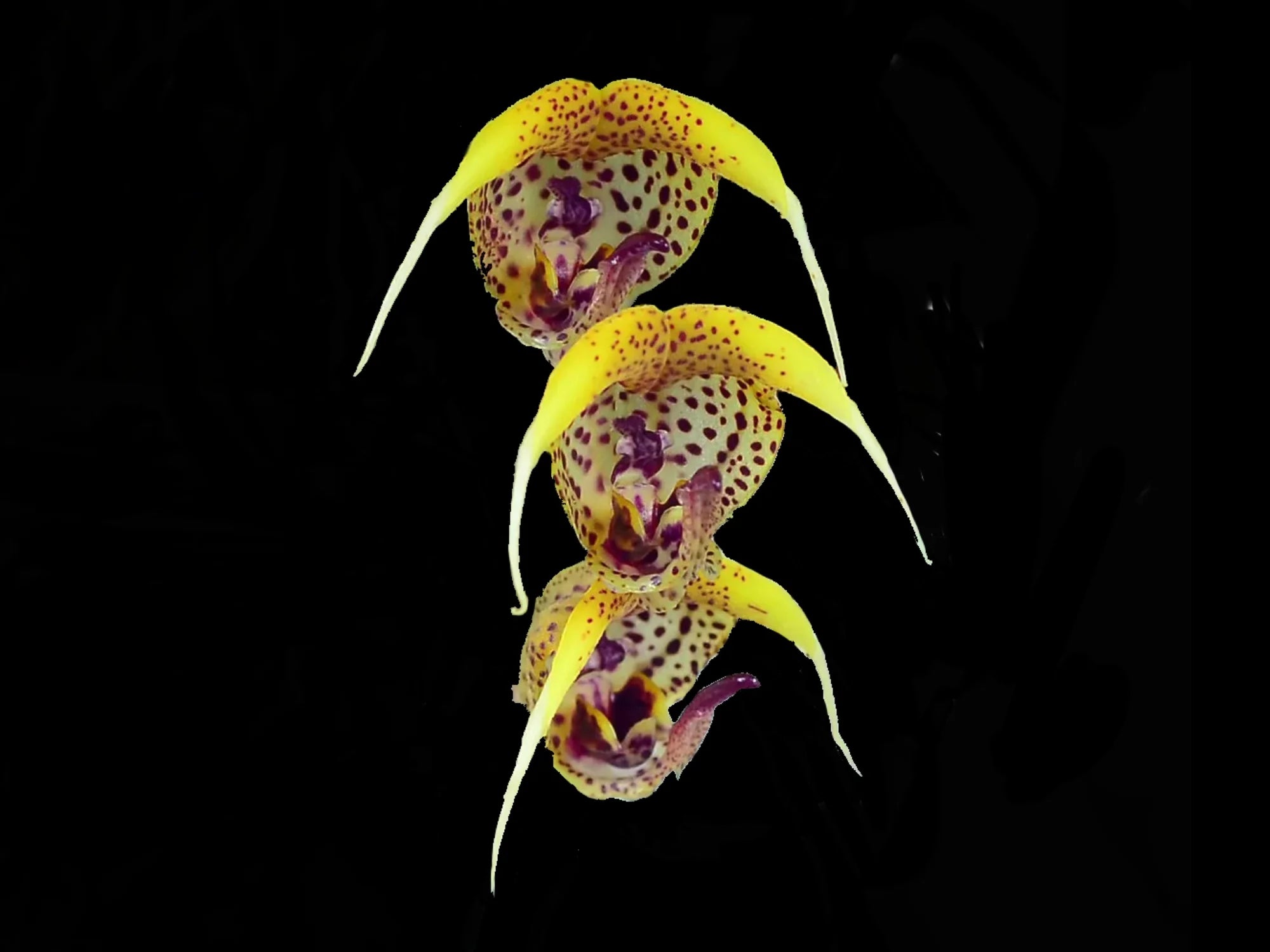 Scaphosepalum ursinum