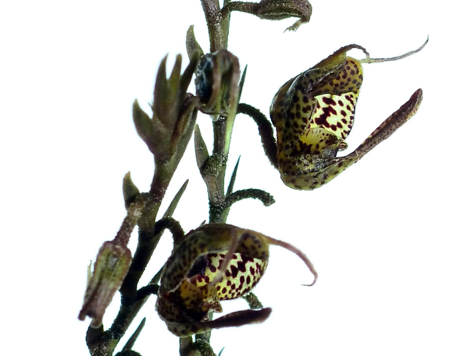 Scaphosepalum xystra