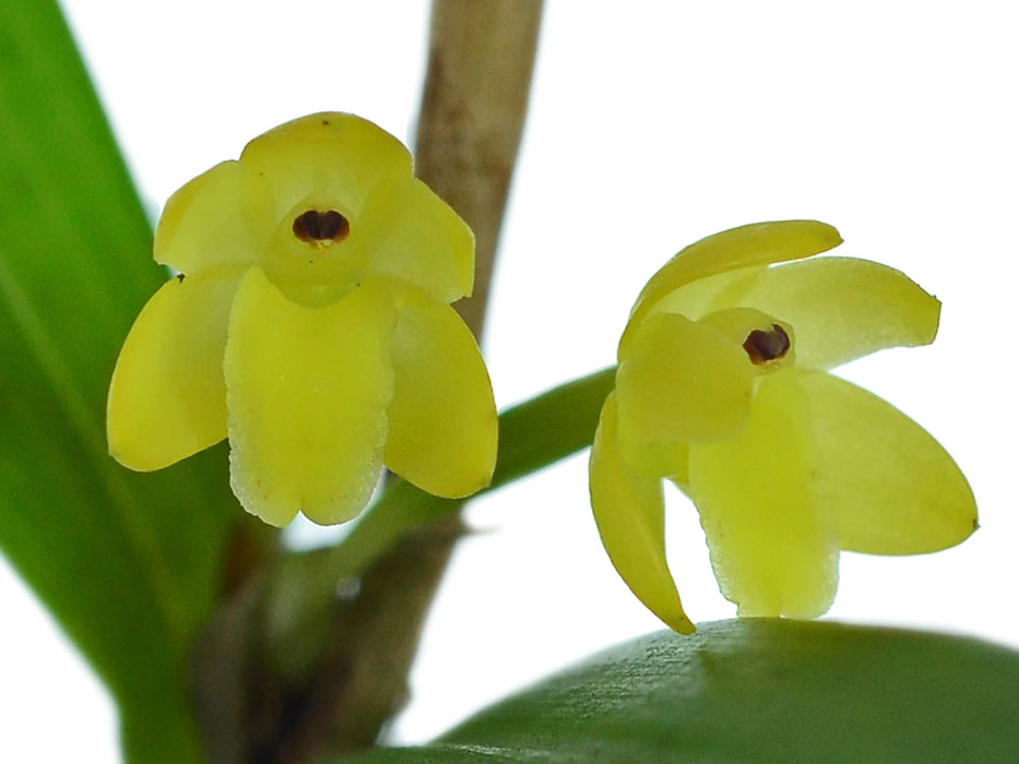 Scaphyglottis aurea