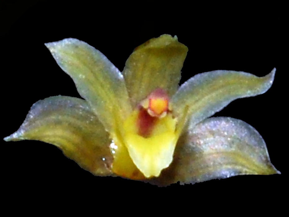 Scaphyglottis boliviensis