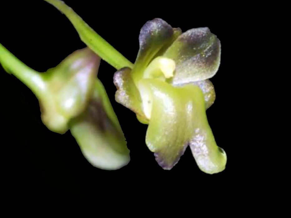 Scaphyglottis crurigera