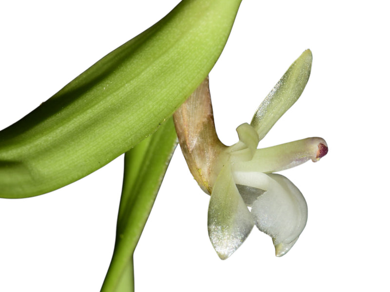 Scaphyglottis prolifera