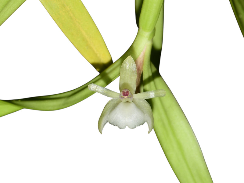 Scaphyglottis prolifera