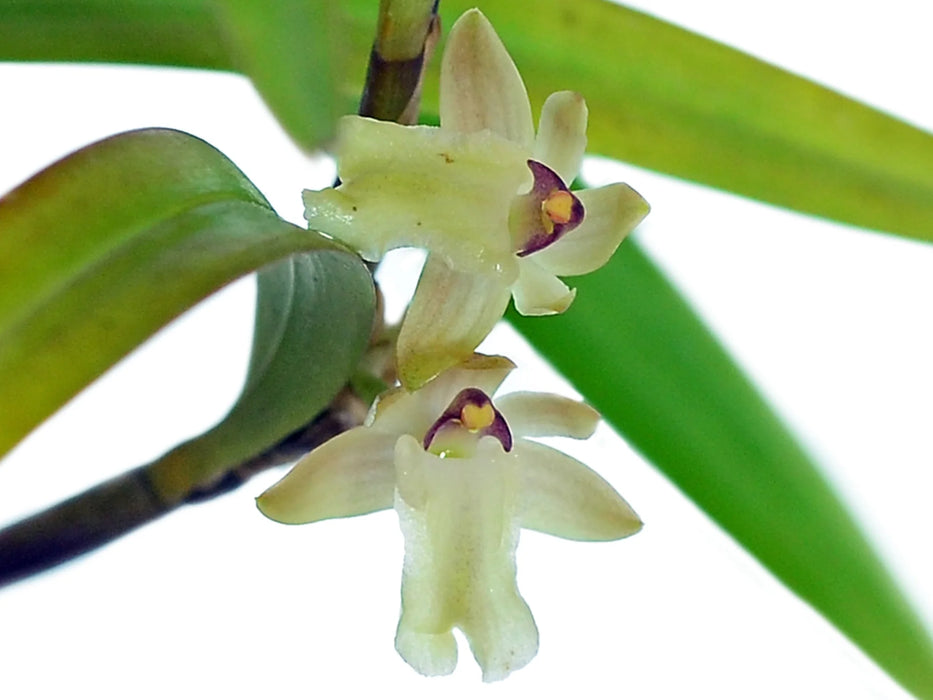 Scaphyglottis punctulata