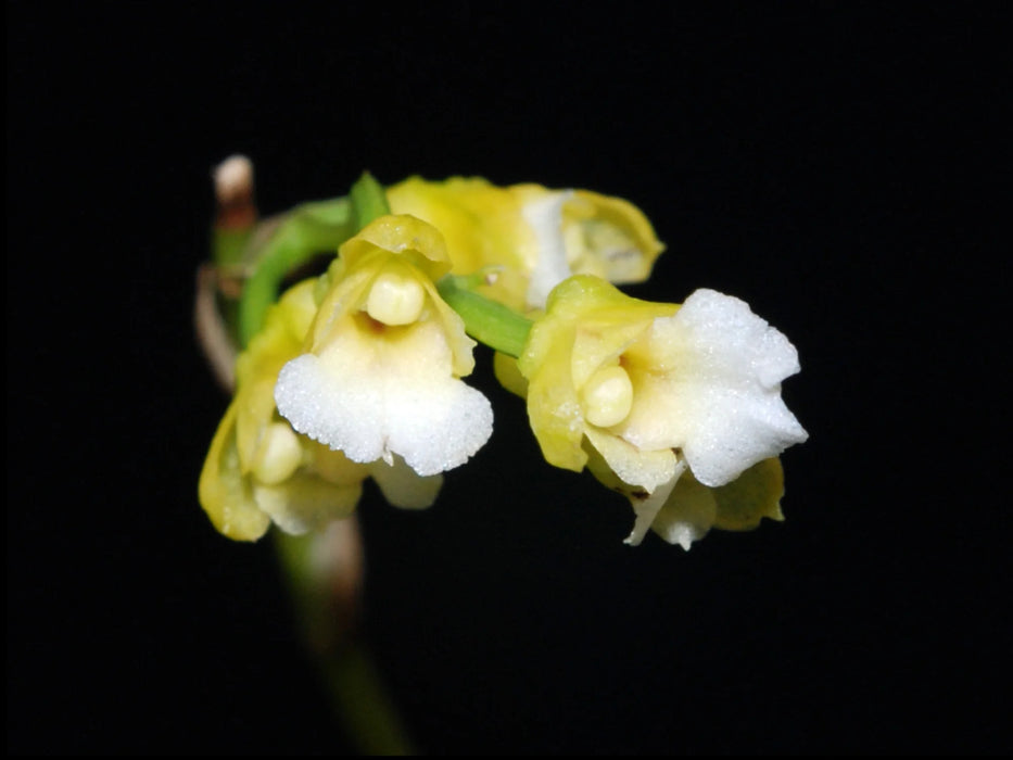 Scelochilus luerae