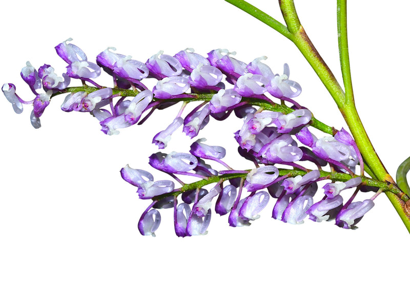 Schoenorchis juncifolia purple x pink