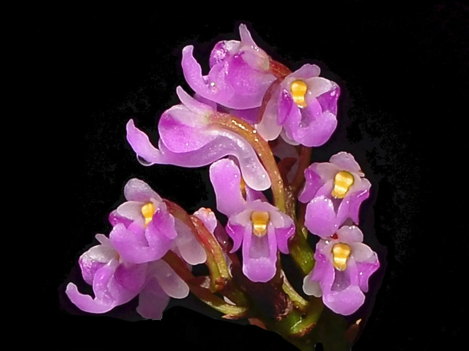 Schoenorchis fragrans