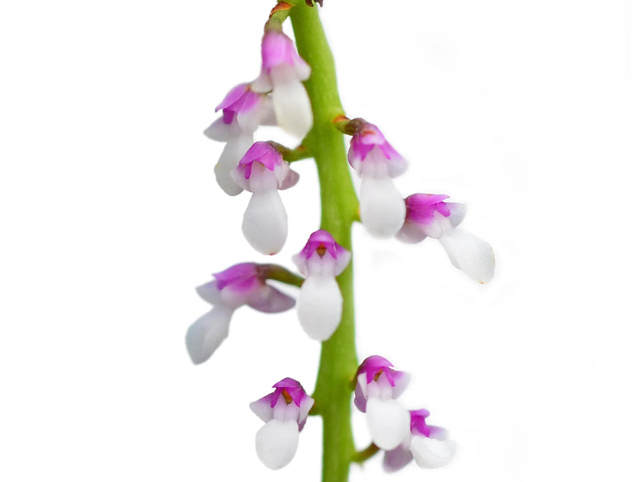 Schoenorchis gemmata