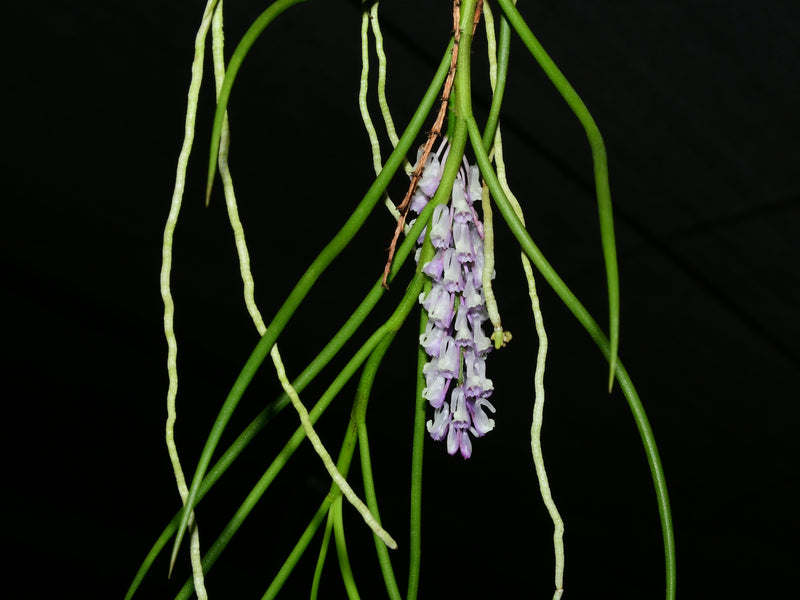 Schoenorchis juncifolia