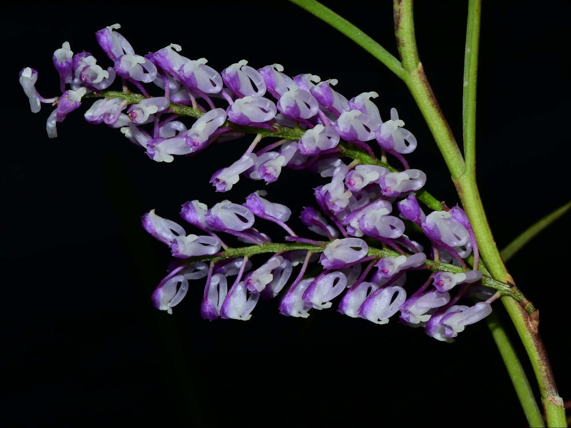 Schoenorchis juncifolia